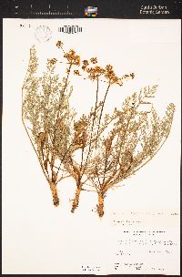 Lomatium utriculatum image