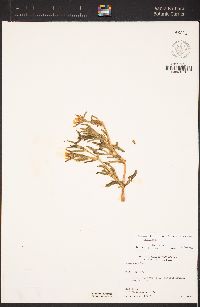 Malephora crocea image