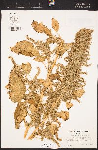 Amaranthus retroflexus image