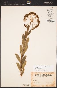 Image of Bupleurum fruticosum