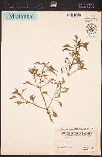 Image of Alternanthera ficoidea