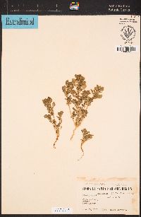 Amaranthus blitoides image