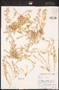 Atriplex coulteri image