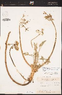 Lomatium dasycarpum image