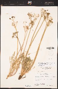 Lomatium dasycarpum image