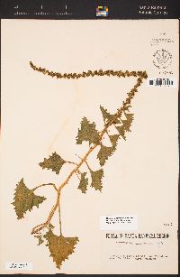 Chenopodium californicum image