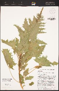 Chenopodium californicum image