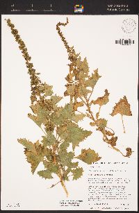 Chenopodium californicum image