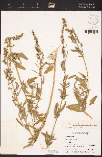 Chenopodium album image