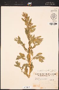 Chenopodium berlandieri image