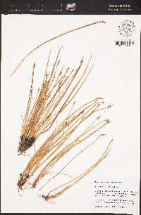 Eleocharis macrostachya image