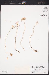 Allium lacunosum var. micranthum image
