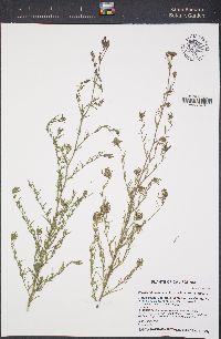 Cordylanthus rigidus subsp. rigidus image