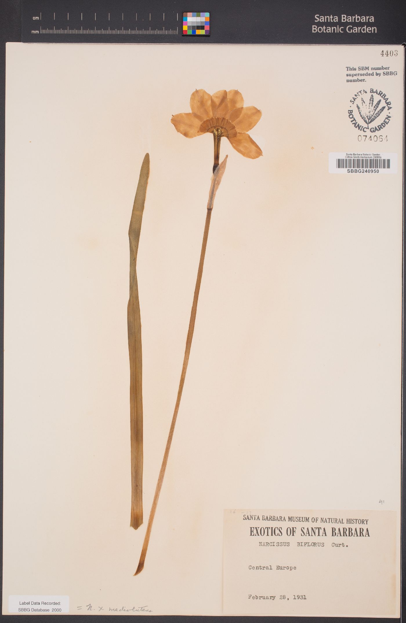 Narcissus medioluteus image