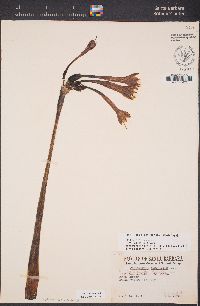 Image of Clinanthus incarnatus