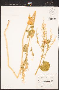 Sidalcea hickmanii subsp. parishii image