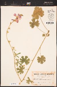 Sidalcea malviflora image