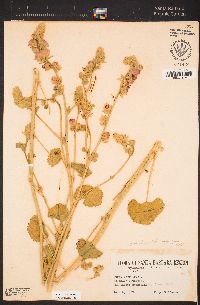 Sidalcea hickmanii subsp. parishii image