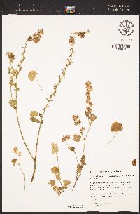 Sidalcea hickmanii subsp. parishii image