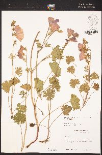 Sidalcea malviflora subsp. malviflora image