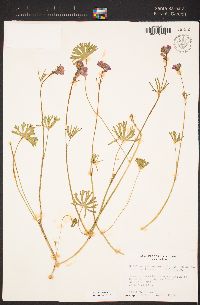 Sidalcea malviflora subsp. laciniata image