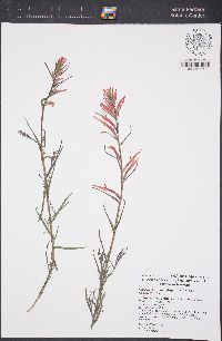 Castilleja minor subsp. spiralis image