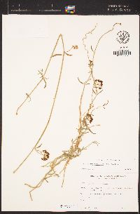 Funastrum hirtellum image