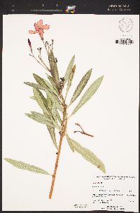 Nerium oleander image