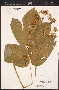 Aralia californica image