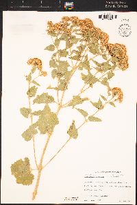 Ageratina herbacea image