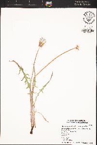 Agoseris grandiflora var. grandiflora image
