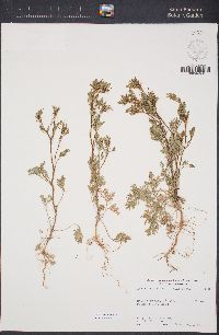 Apiastrum angustifolium image