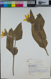 Wyethia mollis image