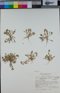 Calandrinia menziesii image