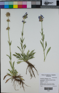 Penstemon rydbergii image