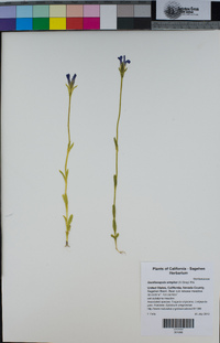 Gentianopsis simplex image