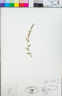 Chenopodium atrovirens image