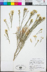 Ericameria nauseosa image