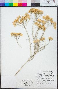 Ericameria nauseosa image