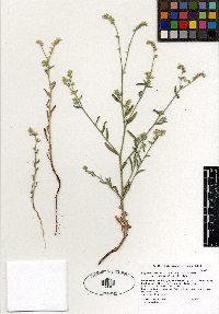 Cryptantha muricata var. denticulata image