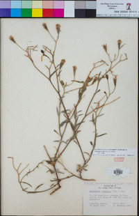 Palafoxia arida image