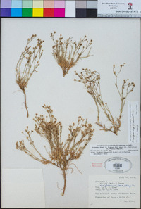 Eremogone kingii var. glabrescens image