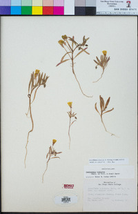 Camissoniopsis bistorta image