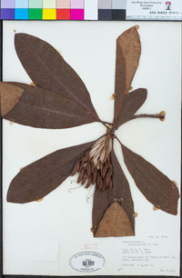 Rhododendron macrophyllum image