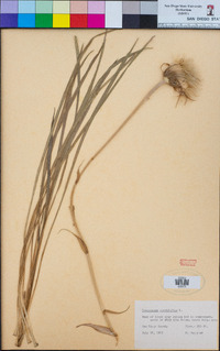 Tragopogon porrifolius image