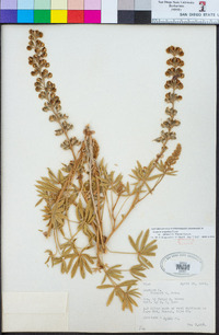 Lupinus argenteus var. palmeri image