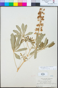 Lupinus polyphyllus image