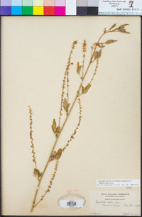 Melilotus albus image