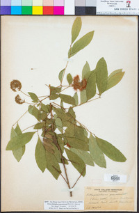 Pararchidendron pruinosum image