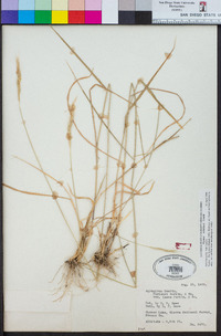 Elymus stebbinsii image